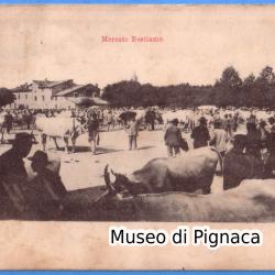 1902 vg - Forlì - Mercato Bestiame (editore Angelo Mellini - Forlì)